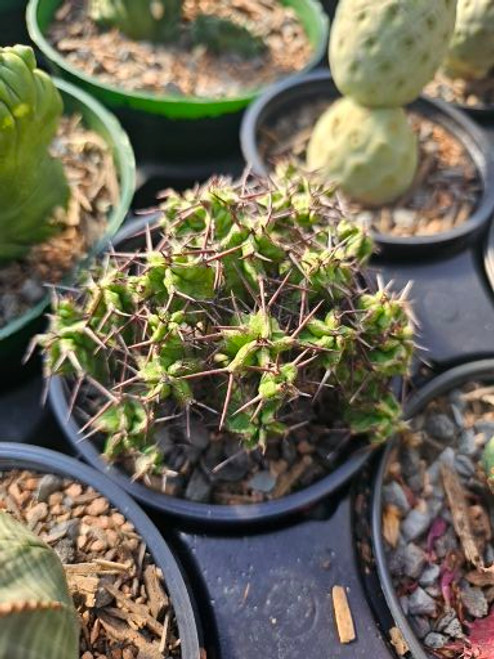 Euphorbia mitriformis 4in