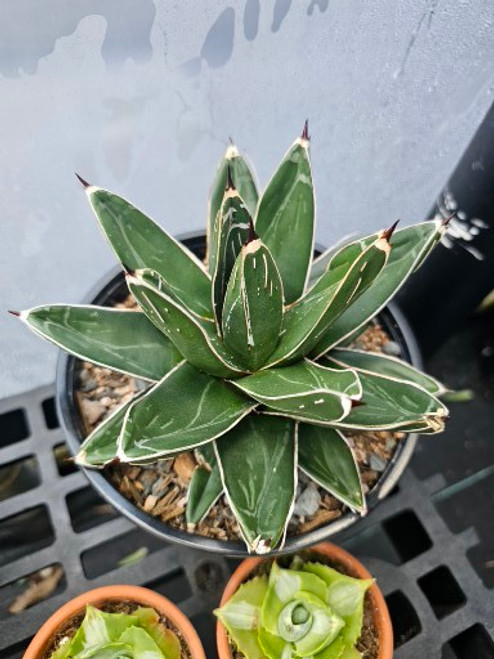 Agave Queen Victoria 6in