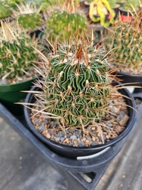 Stenocactus lamellosus