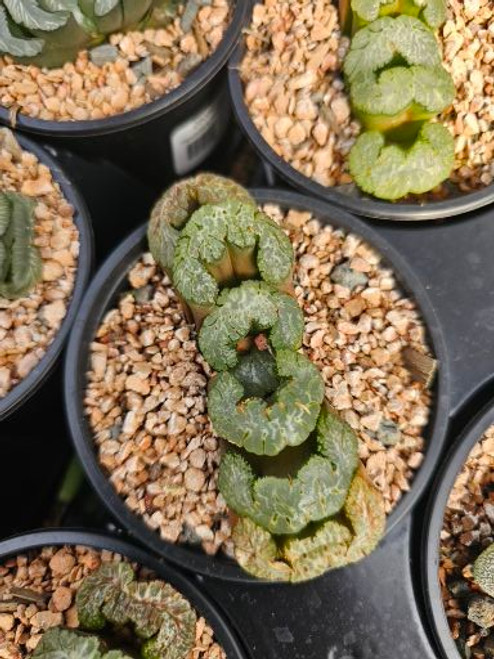 Haworthia truncata 'Heiwutei'