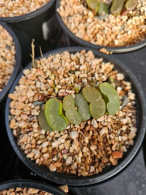 Haworthia truncata Small