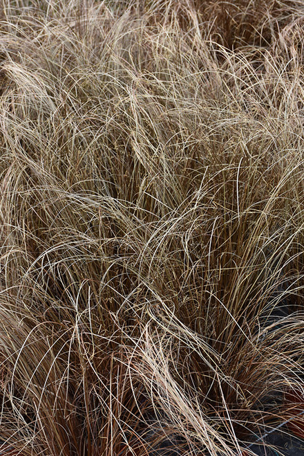 Grass Car 'Red Rooster' 3.5in