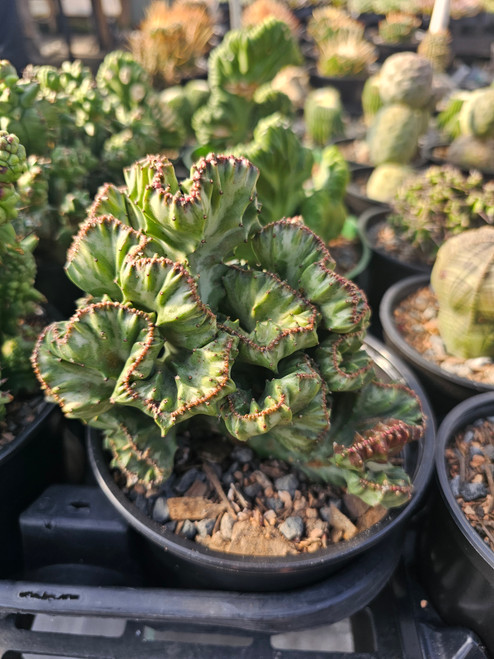 Euphorbia Lactea Crested 6in