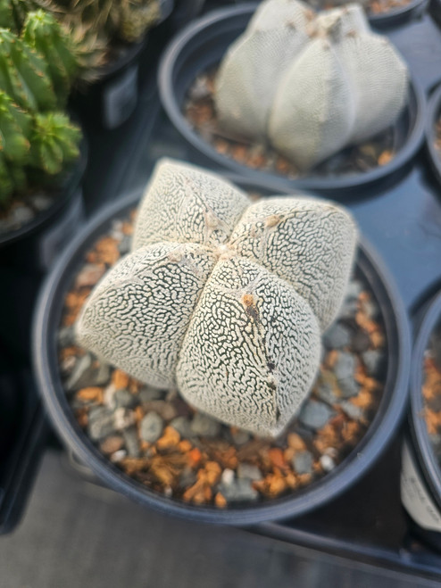 Astrophytum myriostigma 'Onzuka'