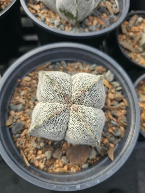 Astrophytum myriostigma 'Onzuka'