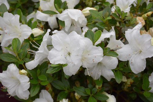 Azalea Encore 'Angel' 3G