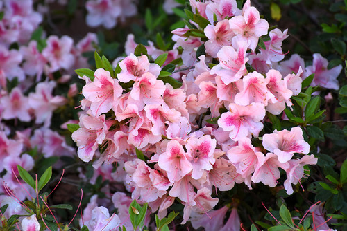 Azalea Encore 'Chiffon' 3G