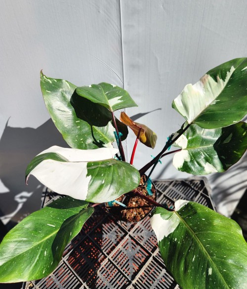 Philodendron Red Anderson 6in