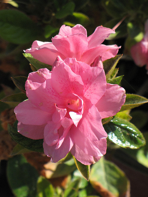 Azalea Encore 'Empress' 3G