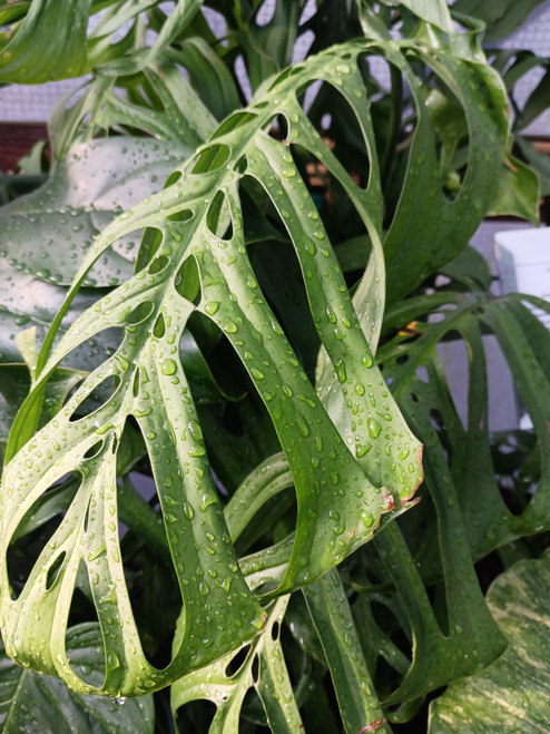 Monstera esqueleto 8in