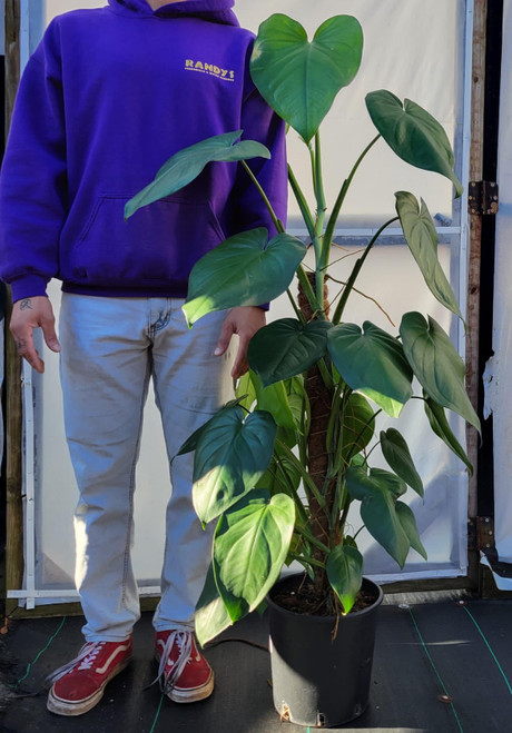 Syngonium chiapense 10in