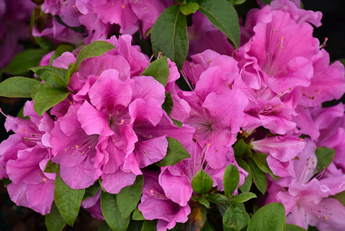 Azalea Encore 'Lilac' 3G Azalea Encore 'Lilac' 3G