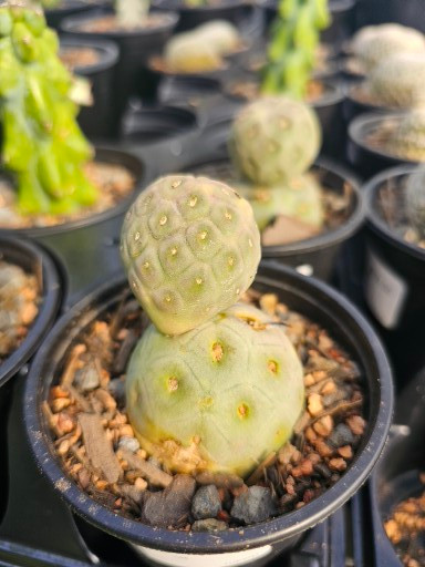 Tephrocactus 2 Ball