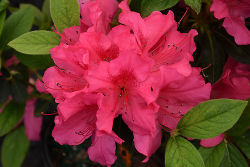 Azalea Encore 'Sangria' 3G Azalea Encore 'Sangria' 3G