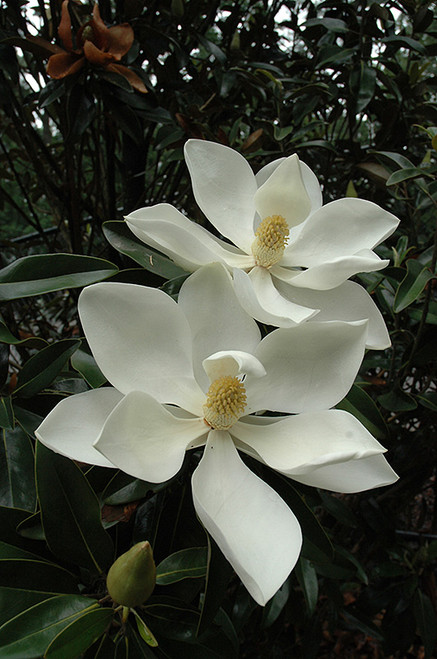Magnolia 'Little Gem' 7G