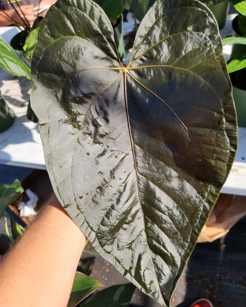 Anthurium 'Queen of Heart' 6in