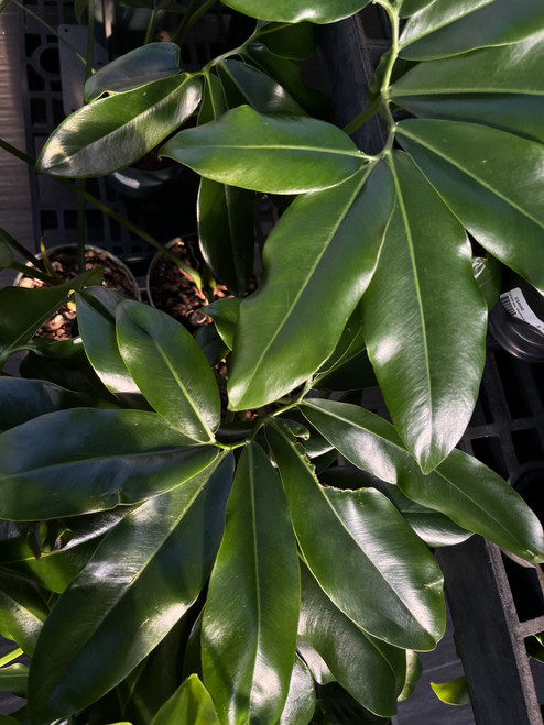 Philodendron Goeldii 10in