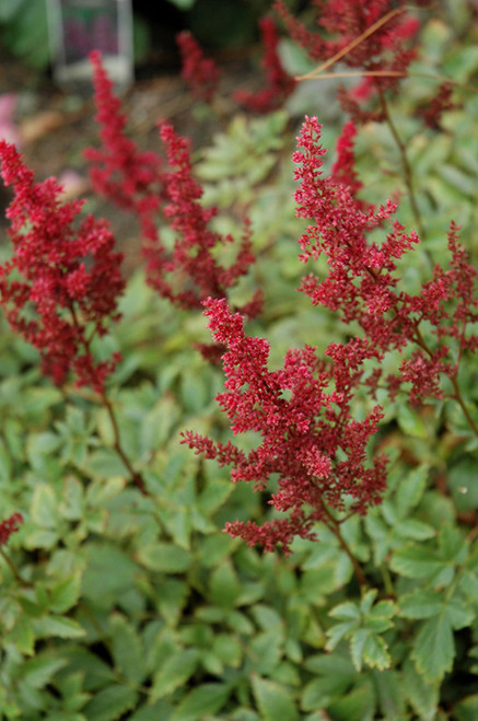 Astilbe 'August Light' 1G