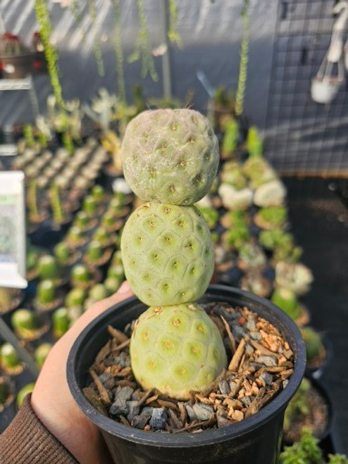 Tephrocactus 3 Ball