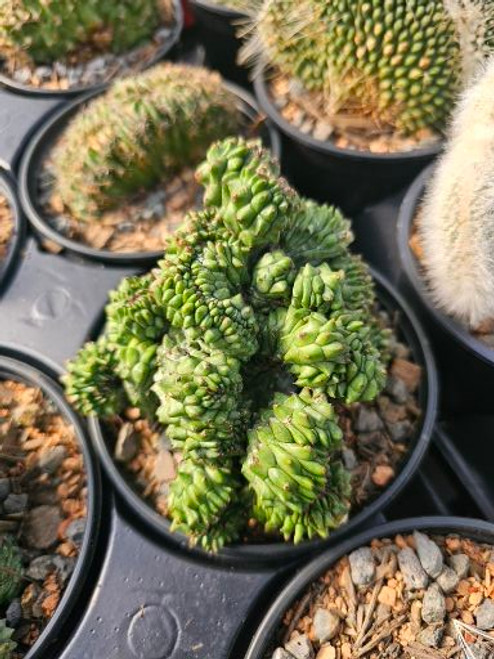 Euphorbia polygona crest 4in