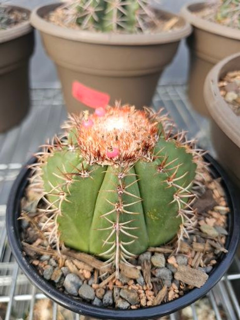 Melocactus matanzanus 6in