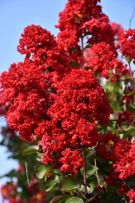 Crape Myrtle 'Dynamite' 7G