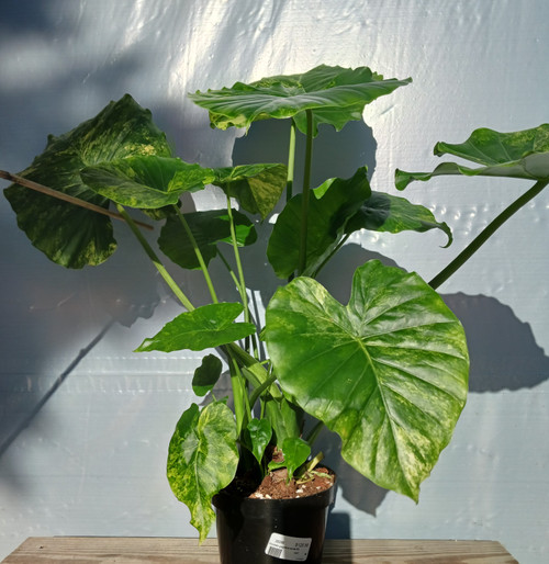 Alocasia gigantea aurea 6in