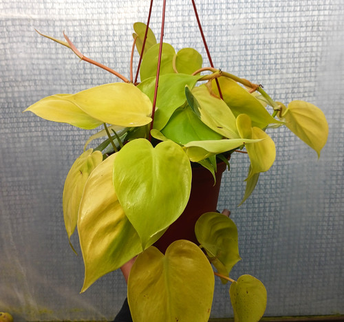 Philodendron Assorted 6inHB