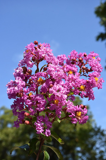 Crape Myrtle 'Catawba' 15G