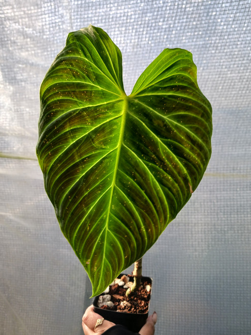 Philodendron 'Splendid' 4in