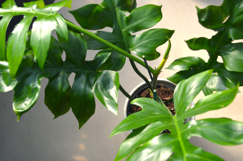 Philodendron distantilobum 6in