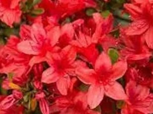 Azalea 'Formosa Red' 3G
