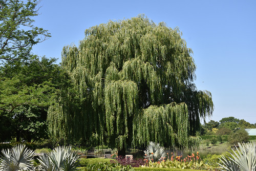 Babylon Weeping Willow 5G