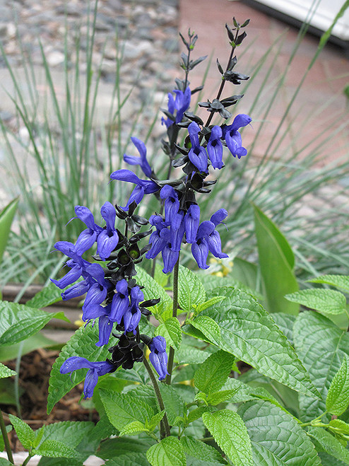 Salvia 'Black and Blue' 1G