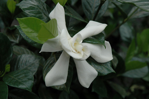 Gardenia 'August Beauty' 1G