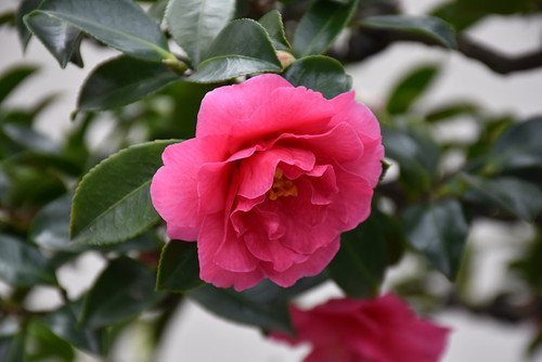 Camellia s. 'Shishigashira' 3G