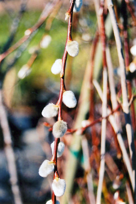 Pussy Willow 'French Pink' 3G