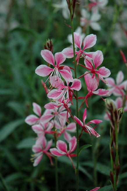 Gaura 'Siskiyou Pink' 1G