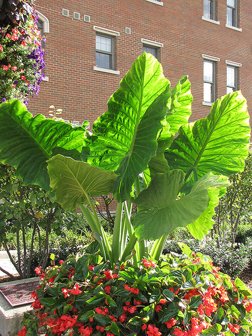 Elephant Ear 'Thai Giant' 3G