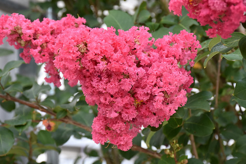 Crape Myrtle 'Tuscarora' 15G