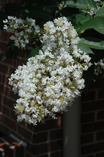 Crape Myrtle 'Natchez' 15G