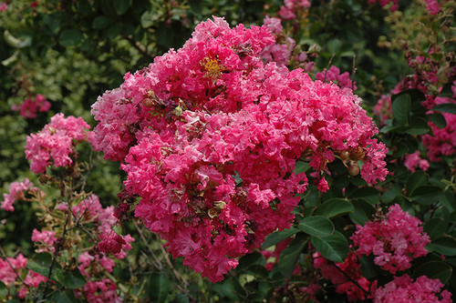 Crape Myrtle 'Tonto' 15G