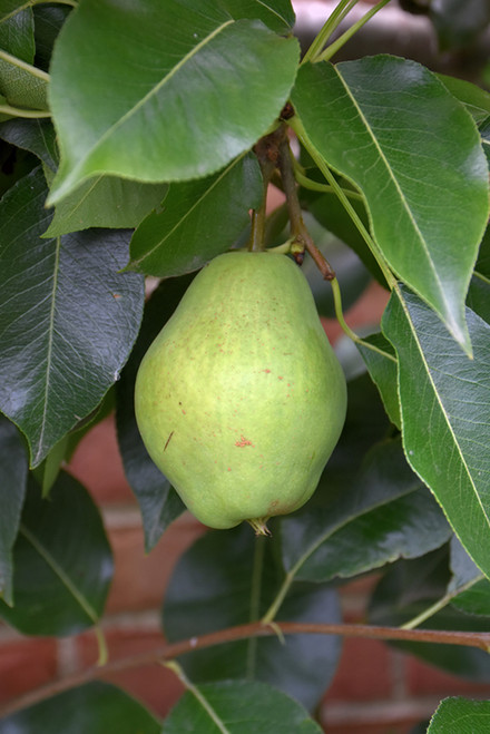 Pear 'Kieffer' 5G