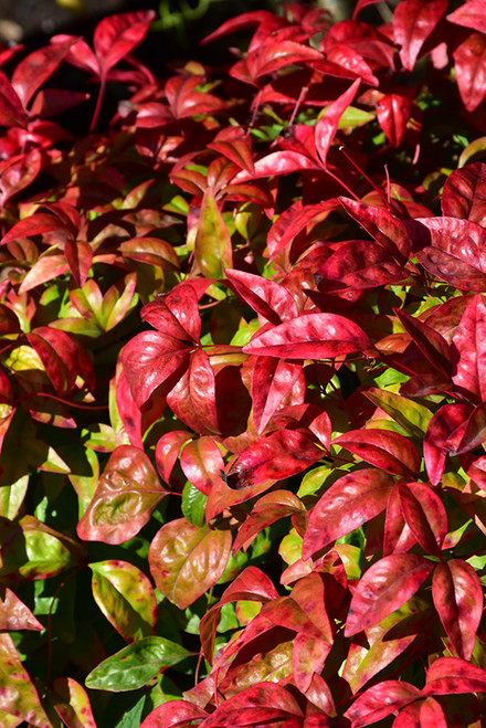 Nandina 'Firepower' 3G