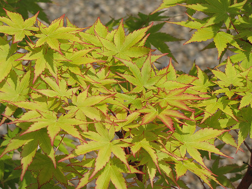 Maple Japan 'Butterfly' 7G