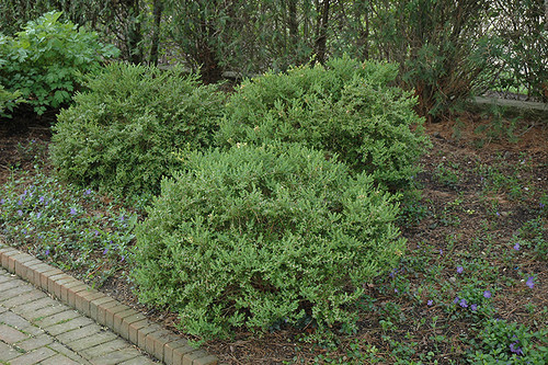 Boxwood 'Wintergreen' 7G