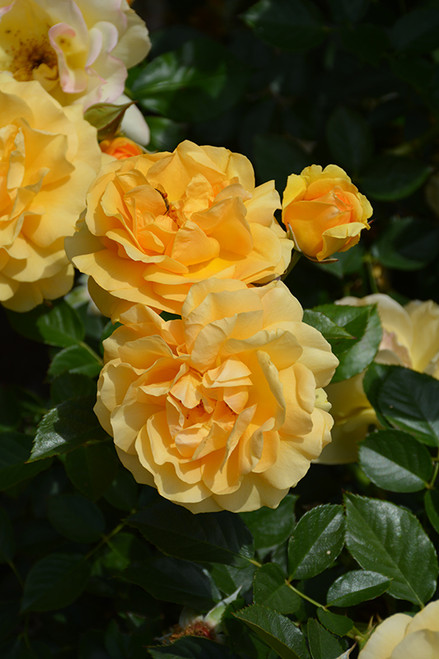 Rose FL 'Julia Child' 3G