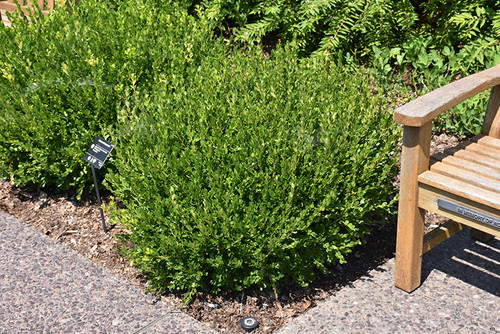 Boxwood 'Wintergreen' 1G