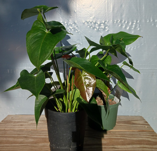 Anthurium Floral 6in