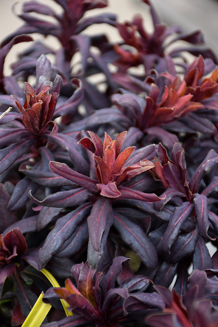 Euphorbia 'Ruby Glow' QT